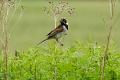 621 - REED BUNTING - JOHNSTON EION - scotland